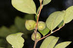 Silky camellia